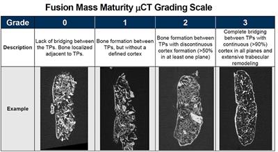 In-vivo Performance of Seven Commercially Available Demineralized Bone Matrix Fiber and Putty Products in a Rat Posterolateral Fusion Model